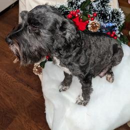 Miniature Schnauzer Puppies from Pawesome Pups