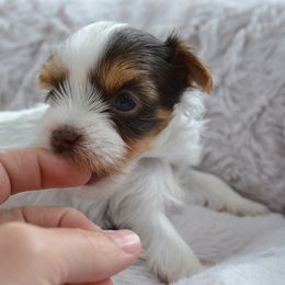 Paul - Parti male Yorkshire Terrier puppy in Ballston Spa, New York from pupstatenewyorkies
