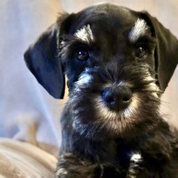 Miniature Schnauzers from Collette's Miniature Schnauzers