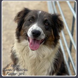 Poppy - Australian Shepherd