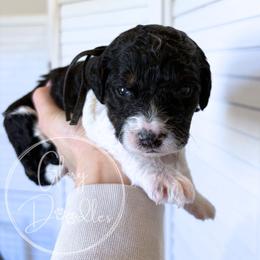 Black - Tri-color male Bernedoodle puppy in Rockwall, Texas from Glory Doodles
