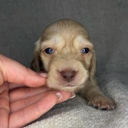 Angie Steadman - Cream female Dachshund puppy in Stamford, Texas from West Texas Miniature Dachshunds