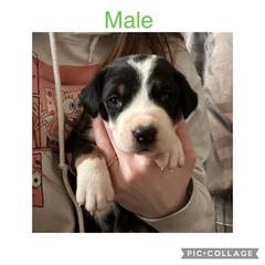 Boy 1 - Greater Swiss Mountain Dog puppy in Lower Burrell, Pennsylvania from Polyanna’s GSMD