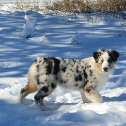 Australian Shepherd Puppies from Highline