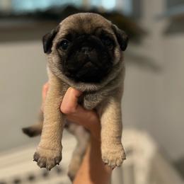 Maple - Fawn female Pug puppy in Grants Pass, Oregon from Malta Pugs