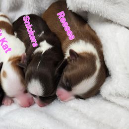 Havanese Puppies from Havanese Cuban Cuties