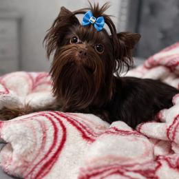 Brownie - Yorkshire Terrier