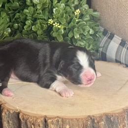 Coal - Black tri male Miniature Australian Shepherd puppy in California from Eagle River Aussies