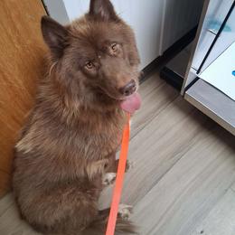 Mountain - Brown and white female Siberian Husky puppy in West Liberty, Ohio from Skyfallsiberians