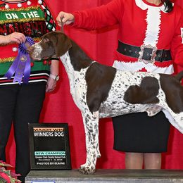German Shorthaired Pointers from I Just B GSP's