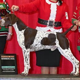 German Shorthaired Pointers from I Just B GSP's