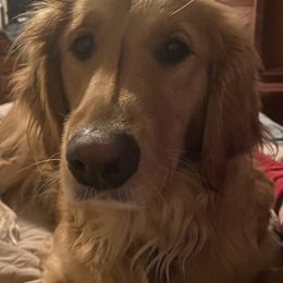 Annabelle - Golden Retriever