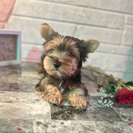 Williow - Yorkshire Terrier