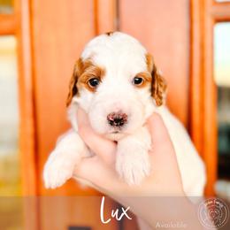 Lux - Cream male Goldendoodle puppy in Mahomet, Illinois from Jordan Family Doodles