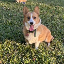 Millie - Pembroke Welsh Corgi