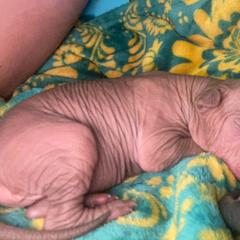 Girl 4 - Liver Xoloitzcuintli puppy in Endicott, New York from Upstate Xoloitzcuintli NY