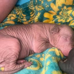 Girl 4 - Liver Xoloitzcuintli puppy in Endicott, New York from Upstate Xoloitzcuintli NY