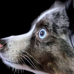Miniature Australian Shepherds and Toy Australian Shepherds from GAMALA Farm & Kennels