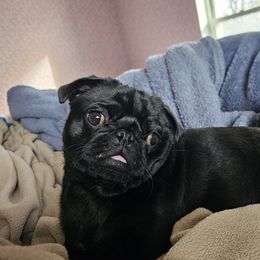 Ruby - Pug