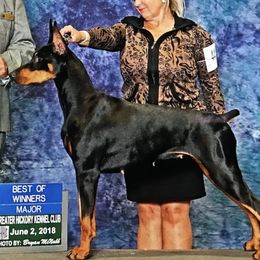 Doberman Pinschers from Drachenberg Dobermans