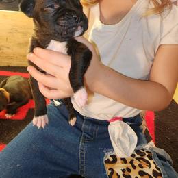 Boxer Puppies from Andrus Family Boxers
