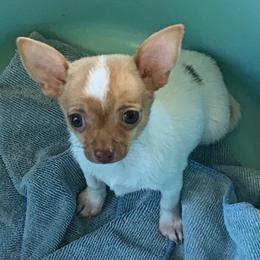 Coco (TINY) singleton - Chocolate sabled fawn female Chihuahua puppy in Seneca, Missouri from Stephanie’s Puppy Colony