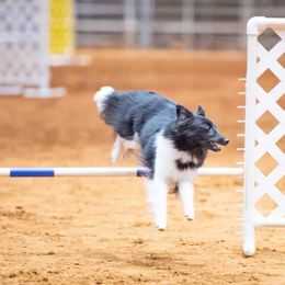 Shetland Sheepdog All Grown Up from Promise Shelties