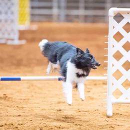 Shetland Sheepdog All Grown Up from Promise Shelties