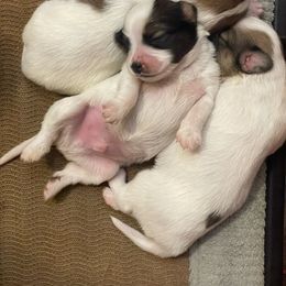 Papillon Puppies from Heart Mountain Kennels