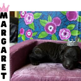 Margaret (CHOCOLATE) - Chocolate female Cavapoo puppy in Thorndale, Texas from Hattie’s Texas Cavapoos