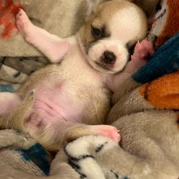 Avie - Black sabled fawn female Chihuahua puppy in Rocky Mount, Virginia from Teeny Chihuahuas