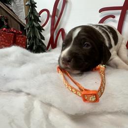 German Shorthaired Pointer and Labrador Retriever Puppies from Wayalife Labradors & Gsp’s