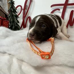 German Shorthaired Pointer and Labrador Retriever Puppies from Wayalife Labradors & Gsp’s