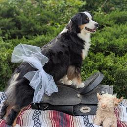 Loui - Miniature American Shepherd