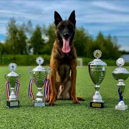 B1 - Red sable male Belgian Malinois puppy in Chico, Texas from North Texas Working Malinois