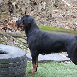 Rottweiler All Grown Up from Vangard's Rottweilers