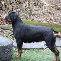 Rottweiler All Grown Up from Vangard's Rottweilers
