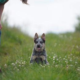 Australian Cattle Dog and Collie Puppies from Blackberry Hills