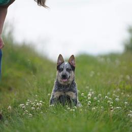 Australian Cattle Dog and Collie Puppies from Blackberry Hills