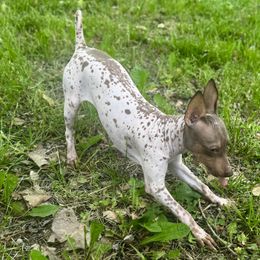 Marius - Lilac show boy - Lilac dilute male American Hairless Terrier puppy in Lebanon, Missouri from Hearts Companions