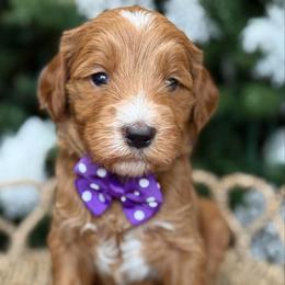 Yuki -Purple collar female - Red  female Goldendoodle puppy in Yuciapa, California from AlltheDoodlez_