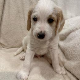 Snowflake - Cream female Labradoodle puppy in Churchill County Fallon, Nevada from Card Family Ranch