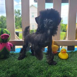 Vhhl male 1 - Black white and tan male Chinese Crested puppy in New Castle, Pennsylvania from Long Haul Cresteds & Long Rotts