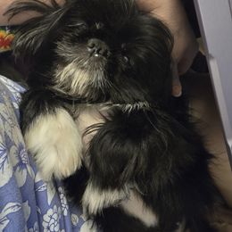 Shih Tzu All Grown Up from Christye Bolen