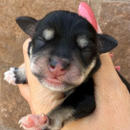 Boy 1 - Black and silver male Miniature Schnauzer puppy in Avondale, Arizona from Campos Schnauzers