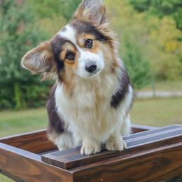 Style - Pembroke Welsh Corgi