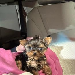 Boy 2 - Black and gold male Yorkshire Terrier puppy in Chino Hills, California from Chino Hills Yorkies