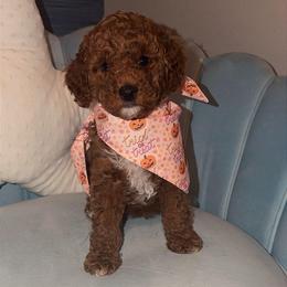 Bo Peep - Apricot female Goldendoodle puppy in Springfield, Tennessee from BK3 Miniature Goldendoodles