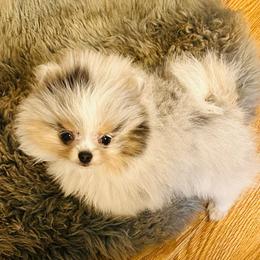 Otter (True Blue Merle and Tan Parti) - Blue merle male Pomeranian puppy in Buck Valley, Pennsylvania from Buck Valley Pomeranians