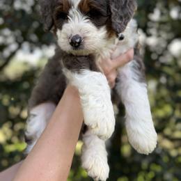 Jasper - Blue merle male Bernedoodle puppy in Ashland, Kentucky from Still Waters Farm